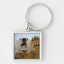 polar bear, Ursus maritimus, curiously looks in 2 Keychains