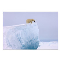polar bear, Ursus maritimus, on a giant