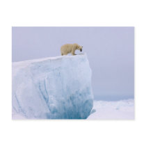 polar bear, Ursus maritimus, on a giant Post Card