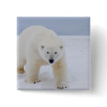 polar bear, Ursus maritimus, on ice and snow, buttons