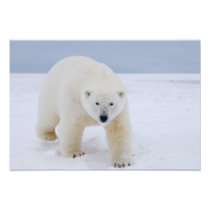 polar bear, Ursus maritimus, on ice and snow,