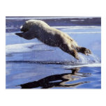 Polar Bear Wildlife Series #13 Postcard