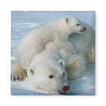 Polar_bear_with_cub Bear Lovers magnets