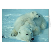 Polar bear with cub greeting cards