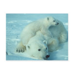 Polar bear with cub postcard
