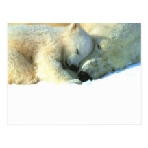 Polar Bear with Cub Postcard