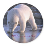 Polar Bear Yearling magnets