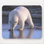 Polar Bear Yearling mousepads