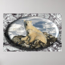 Polar Bearr poster #13