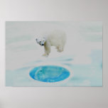Polar bears alone posters