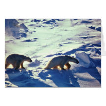 Polar Bears In Cape Lisburne Card