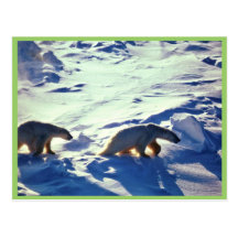 Polar Bears In Cape Lisburne Postcard