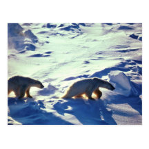 Polar Bears In Cape Lisburne Postcards