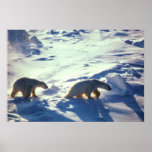 Polar Bears In Cape Lisburne posters