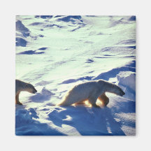 Polar Bears In Cape Lisburne Refrigerator Magnets