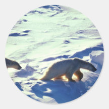 Polar Bears In Cape Lisburne Sticker