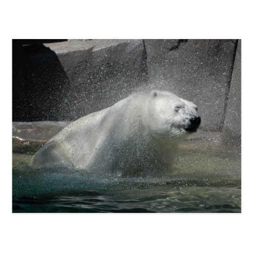 Polar Bears Postcard