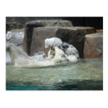 Polar Bears Postcards