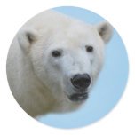 Polar bears profile stickers