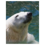 Polar bears smile flyers