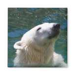 Polar bears smile magnets