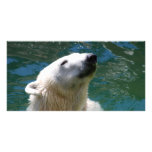 Polar bears smile photo cards