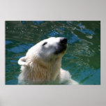 Polar bears smile print
