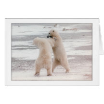 Polar Spat Greeting Cards