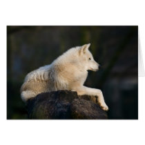 Polar Wolf Greeting Cards