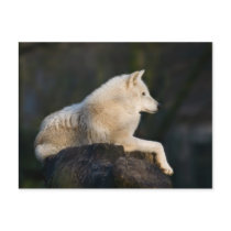 Polar Wolf Postcard