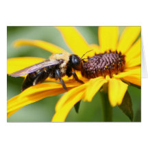 Pollinating Card