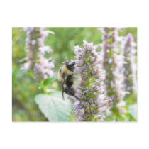 Pollination – Bumblebee on Agastache Postcard