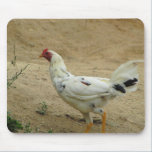 Pollo Mexicano