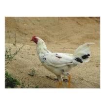 Pollo Mexicano Photo Print