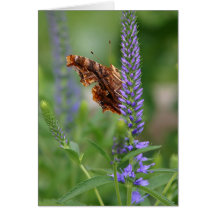 Polygonia Butterfly Notecard (side view)