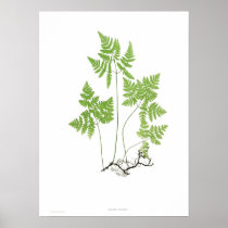 Polypodium dryopteris print