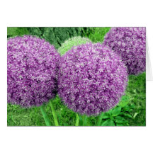 Pom Poms Greeting Card