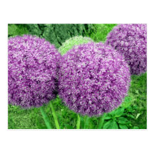 Pom Poms Post Cards