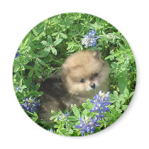 Pom Pup In Blue Bonnets Refrigerator Magnet