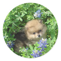 Pom Pup In Blue Bonnets Sticker