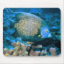 Pomacanthus Fish Mouse Pad