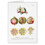 Pomegranate Cards