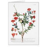 Pomegranate Greeting Card
