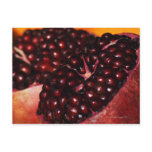 Pomegranate Postcards