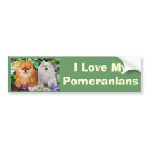 Pomeranian Bumper Sticker