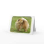 Pomeranian cards