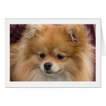 Pomeranian Card