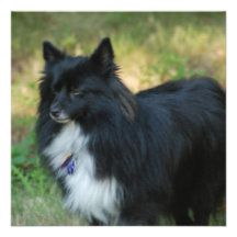 Pomeranian Dog  Invitations