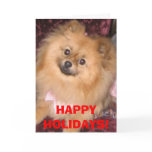 Pomeranian Holiday Card