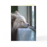 Pomeranian I dream of you cards